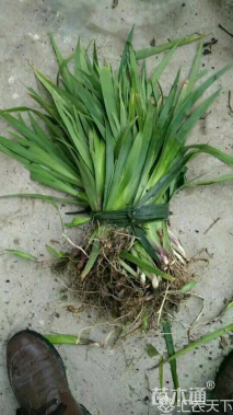 高度40厘米鸢尾