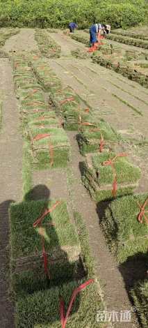 草卷状马尼拉草