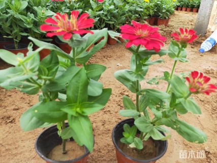 高度20厘米百日草