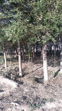 18公分枣树