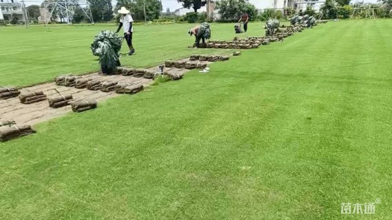 草卷状天堂草