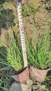 高度30厘米小兔子狼尾草