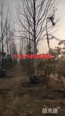 15公分法桐