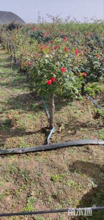 高度120厘米月季