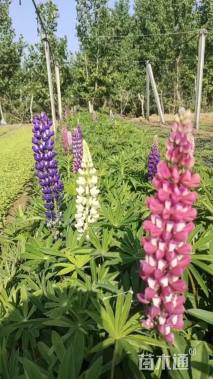 高度10厘米羽扇豆