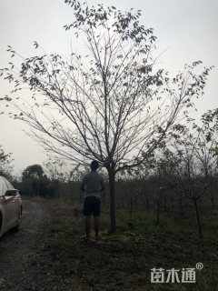 15公分日本早樱