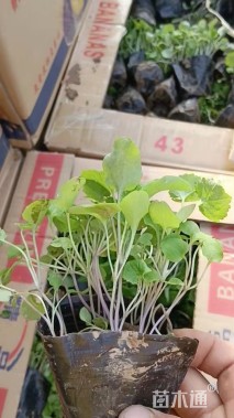 高度10厘米二月兰