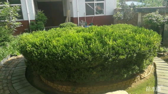 高度150厘米小叶黄杨