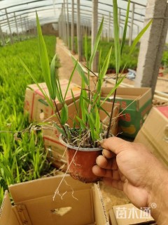 高度50厘米小盼草