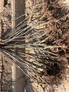 高度50厘米红枫小苗