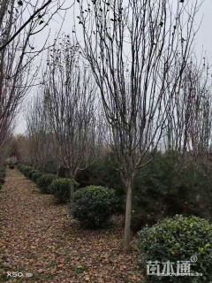 15公分西府海棠