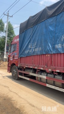 高度22厘米松果菊