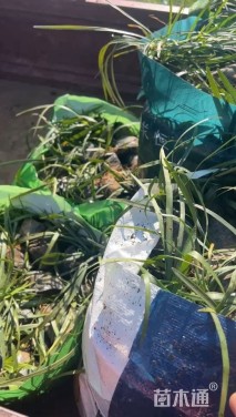 高度20厘米阔叶麦冬草