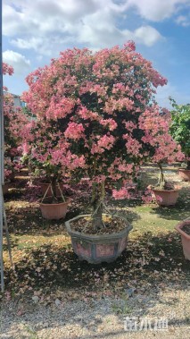 高度250厘米三角梅