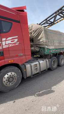 高度20厘米黄金菊