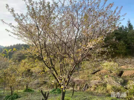 8公分染井吉野樱