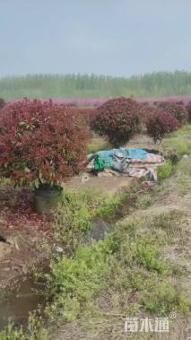 冠幅300厘米红叶石楠球