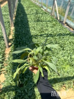 高度20厘米天人菊