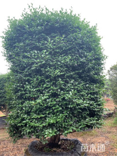 高度100厘米日本茶梅