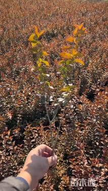 高度10厘米金叶女贞