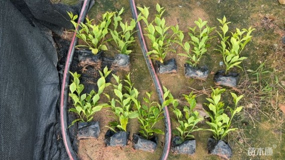 高度25厘米迎春花