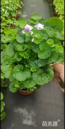 高度10厘米肾叶堇