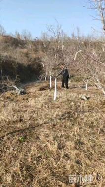 高度250厘米突尼斯软籽石榴