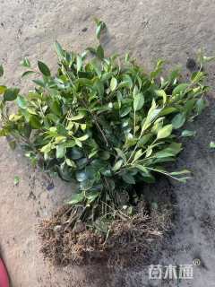 高度40厘米茶梅小苗