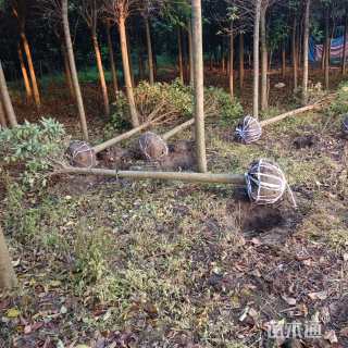 10公分大叶女贞