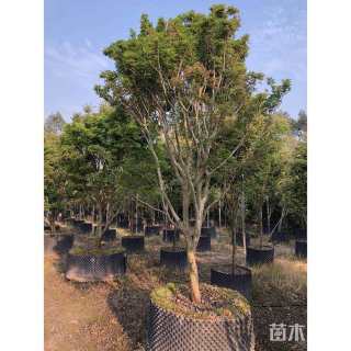 高度10厘米嘉宝果