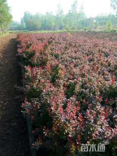 高度40厘米红叶小檗小苗