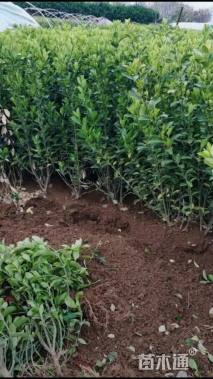 高度40厘米胶东卫矛