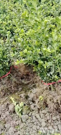 高度15厘米龟甲冬青