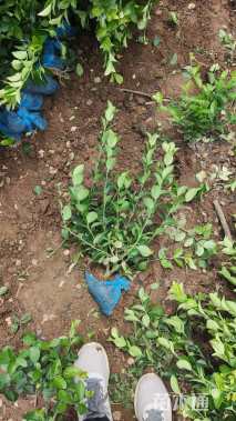 高度55厘米卫矛小苗