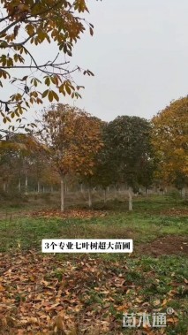 30公分七叶树