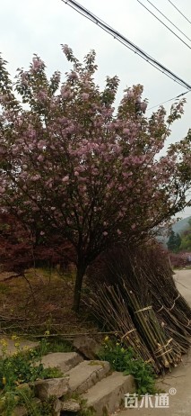 25公分樱花