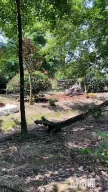 冠幅200厘米红叶石楠球