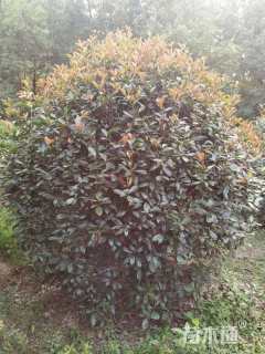 冠幅180厘米红叶石楠球