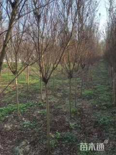 高度150厘米天鹅绒紫薇