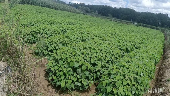 高度90厘米山桐子小苗