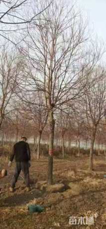 20公分乌桕