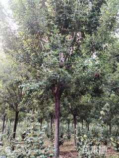 18公分白蜡
