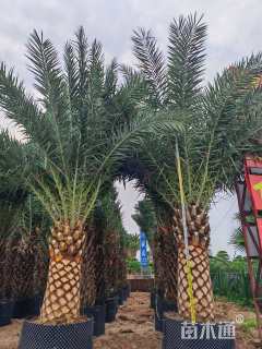 裸干高150厘米加拿利海枣
