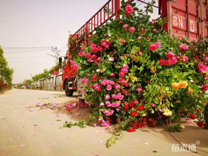 150厘米藤本月季