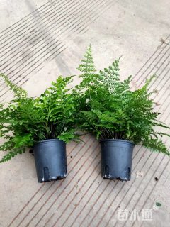 高度25厘米吉姆蕨
