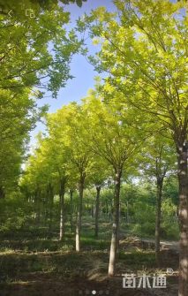 14公分金叶白蜡