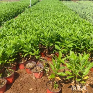 高度30厘米宿根福禄考