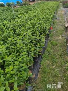 高度50厘米扶桑