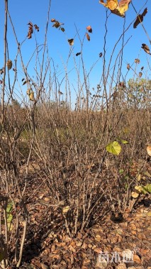 高度300厘米丛生紫荆