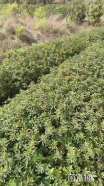 高度30厘米春鹃